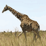 pic for Giraffe  